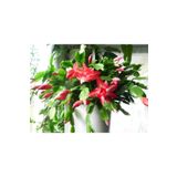 Kırmızı Yılbaşı Çiçeği Fidanı Saksılı, BTSR124