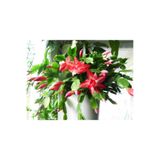 Kırmızı Yılbaşı Çiçeği Fidanı Saksılı, BTSR698