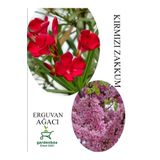 Kırmızı Zakkum Çiçeği 1 Adet 30-60Cm - Pembe Erguvan Ağacı Fidanı 1Adet 50-70Cm, GDBTS060624NA32