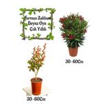 Kırmızı Zakkum Çiçeği 1 Adet+ Beyaz Oya Ağacı 1 Adet Saksılı Bahçe Seti, BTS0106NA53