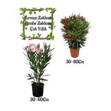 Kırmızı Zakkum Çiçeği 1 Adet+ Pembe Zakkum Çiçeği 1 Adet Saksılı Bahçe Seti