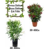 Kırmızı Zakkum Çiçeği 1 Adet+Beyaz Zakkum 1 Adet Saksılı Bahçe Seti