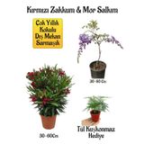 Kırmızı Zakkum Fidanı+Mor Salkım Ağacı Fidanı Tül Kuşkonmaz Hediyeli Bahçe Peyzaj Seti