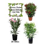 Kırmızı Zakkum+Pembe Zakkum+Beyaz Zakkum 3 Adet Saksılı Bahçe Çiçeği, SRD04022025BYB1202