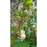 Kış Hanımeli Fidanı, Lonicera fragrantissima, 20 cm ve Üzeri, Yaprak Döken, Limon Kokulu Çiçekli, 1-3 Metre Büyüme Potansiyelli
