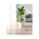 KıtayGroup Lale Saksı Dinazor Yumurtası Dekoratif Büyük boy Modern Salon ve Bahçe Saksısı 52 Litre