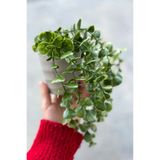 Kitchen Dream Yapay Çiçek Plastik Saksıda Yeşil Okaliptus Sarkıtı Dere Taşı Detaylı Bej Renk