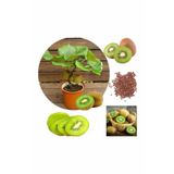Kivi Bonzai Ağacı Tohumu 5 Adet Bonsai Ağacı Tohumu