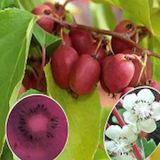 Kivi Fidanı Mini Kivi Actinidia Arguta Weiki