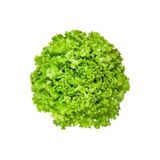 Kıvırcık Marul Tohumu 10 G 601.045.05