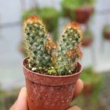 Kızıl Kaktüs - Radyasyon Düşmanı 5.5 Cm Saksıda