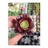 Kızıl Siyah Tür Aeonium Arboreum