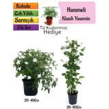 Klasik Kokulu Yasemin+Kokulu Hanımeli Çiçeği+Tül Kuşkonmaz Hediyeli 3'lü Peyzaj Seti