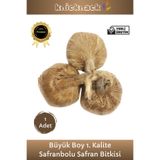 Knicknack Premium Seri Dikime Hazır Yerli Üretim Büyük Boy 1. Kalite Safranbolu Safran Bitkisi Soğanı 1 Adet Tohum Ekim Saksı Yerli 8690377800052