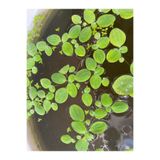 Koçlar Pistia stratiotes Su marulu Küçük Boy 2cm -3 cm ve 2-3 yapraklı 10 Adet. Akvaryum ve Havuz su üstü Bitkisi.
