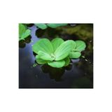 Koi Botanik Özden Aquatics 1 Kök Pistia (SU MARULU) Canlı Akvaryum Bitkisi