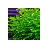 Koi Botanik Willow Moss Canlı Akvaryum Bitkisi 5*5 Cm Tele Sarılı