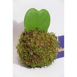 Kokedama Hoya Kerii