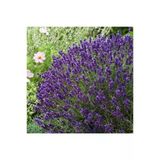 Köklenmiş Lavanta Fidanı Saksıda 10-20 Cm