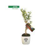 Köklü Zeytincilik Ayvalık Mini Saksılı Zeytin Fidanı