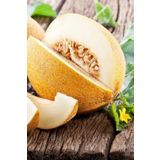 Kokulu Ananas Kavun Tohumu / 5+ Adet Tohum