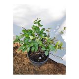 Kokulu Arap Yasemini Sarmaşığı 10-20 cm