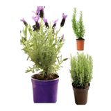 Kokulu Aromatik Bitki Seti Lavanta-Biberiye-Kekik Saksılı 3Adet 10-20Cm İç-Dış Mekan Bitkisi
