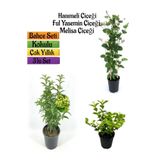 Kokulu Bahçe Seti Hanımeli Fidanı+melisa Çiçeği +ful Yasemin Fidanı 40-80cm