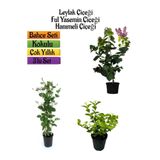 Kokulu Bahçe Seti Leylak Fidanı+hanımeli Fidanı+ful Yasemin Fidanı 40-80cm