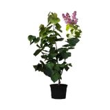 Kokulu Bahçe Seti Leylak Fidanı+hanımeli Fidanı+melisa Çiçeği Fidanı 40-80cm