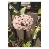 Kokulu Beyaz Renk Mum Çiçeği 1 Adet 10-20Cm Çok Yıllı Sarmaşık(Hoya)