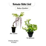 Kokulu Bitki Ikilisi – Saksılı Katmerli Ful Yasemin ve Mor Salkım Sarmaşığı