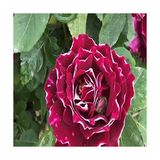 Kokulu Clove Rose Karanfil Yediveren Sarmaşık Gül (5 Adet) - Çok Renkli