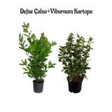 Kokulu Defne Çalısı Fidanı+Viburnum Kartopu Çiçeği 2'li Set Saksılı Bahçe Bitkisi, BTS001NA0912