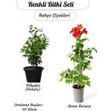 Kokulu Filbahri Çiçeği + Turuncu Renk Acem Borusu Borazan Çiçeği Sarmaşık Bitkiler,