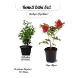 Kokulu Filbahri-Philadelphus+ Kırmızı Renk Oya Ağacı Fidanı Bahçe Çiçeği