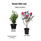 Kokulu Filbahri Sarmaşığı+ Pembe Renk Oya Ağacı Fidanı Saksılı
