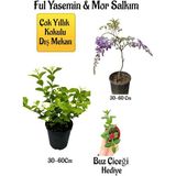 Kokulu Ful Yasemin Çiçeği+Mor Salkım Ağacı Fidanı Buz Çiçeği Hediyeli Peyzaj Seti