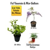 Kokulu Ful Yasemin Çiçeği+Mor Salkım Ağacı Fidanı Tül Kuşkonmaz Hediyeli Peyzaj Seti