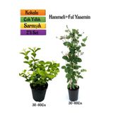 Kokulu Ful Yasemin+ Yoğun Kokulu Hanımeli Çiçeği Fidanı 2'li Bahçe Peyzaj Seti, BTS0001NA2303