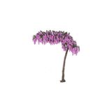 Kokulu Fuşya Çiçekli Mor Salkım Fidanı 10-20 Cm