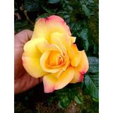 Kokulu Gül Fidanı Kayısı Renk 10-20 Cm