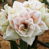 Kokulu Güzel Hatun Çiçeği Amaryllis Nymph Çiçeği Soğanı (1 Adet)