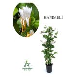Kokulu Hanımeli Çiçeği 1 Adet Saksılı/Tüplü 40-70Cm Sarmaşık Bitki, GDBTS060624NA16