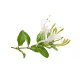 Kokulu Hanımeli Çiçeği Fidanı Lonicera Periclymenum 10-20 Cm