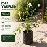 Kokulu İzmir Yasemini Fidanı 60-70 Cm – Beyaz Çiçekli Sarılıcı Yasemin