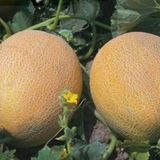 Kokulu Jumbo Kavun Fidesi (5 Adet)