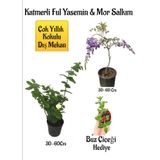 Kokulu Katmerli Ful Yasemin Çiçeği+Mor Salkım Ağacı Fidanı Buz Çiçeği Hediyeli Peyzaj Seti