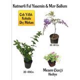 Kokulu Katmerli Ful Yasemin Çiçeği+Mor Salkım Ağacı Fidanı Mezem Çiçeği Hediyeli Peyzaj Seti