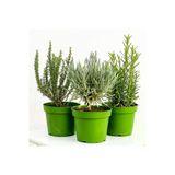 Kokulu Kekik Nane Itır Fidanı 3 Lü Set 10-20 Cm Aromatik Bitki Seti